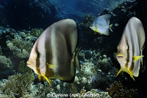 Batfish family. Ras Mohamed by Cipriano (ripli) Gonzalez 